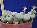 Conophytum namaquanum