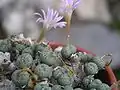 Conophytum orbicum