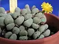 Conophytum puberulum