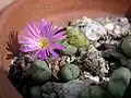 Conophytum ramosum