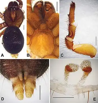 Description de l'image Conothele baiyunensis (10.3897-zookeys.643.10543) Figure 1.jpg.