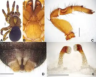 Description de l'image Conothele daxinensis (10.3897-zookeys.643.10543) Figure 2.jpg.
