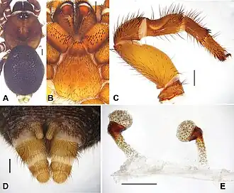 Description de l'image Conothele yundingensis (10.3897-zookeys.643.10543) Figure 4.jpg.