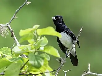 Description de l'image Conothraupis speculigera - Black-and-white Tanager - male (cropped).jpg.