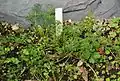 Plant d'Apium fernandezianum.