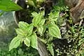Plant de Pilea sous serre.