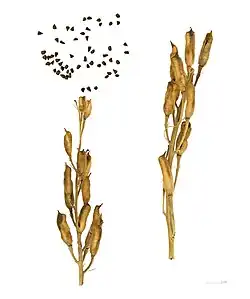 Follicules et graine - MHNT.