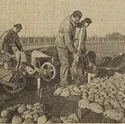 Galets du gave de Pau au stade du Hameau, en 1949