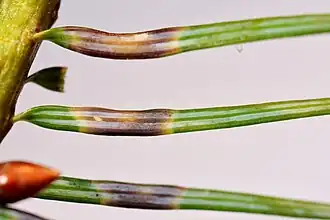 Galles provoquées par Contarinia pseudotsugae sensu lato