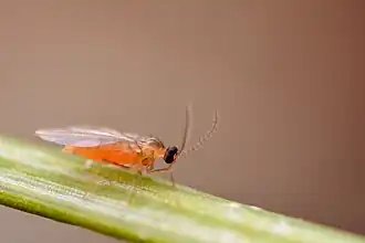 Femelle de Contarinia pseudotsugae