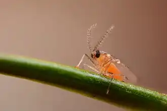 Femelle de Contarinia pseudotsugae montrant les longues antennes graciles caractéristiques du groupe