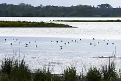 Contrejour sur le marais
