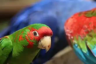 Conure mitrée