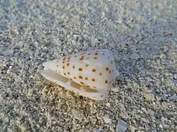Un cône ivoire (Conus eburneus), échoué sur la plage.