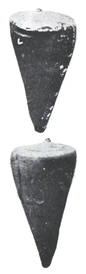 Description de l'image Conus abruptus.png.