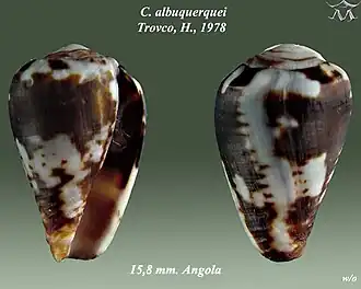 Description de l'image Conus albuquerquei 1.jpg.
