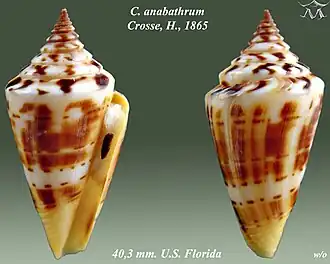 Description de l'image Conus anabathrum 2.jpg.