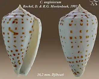 Description de l'image Conus angioiorum 1.jpg.