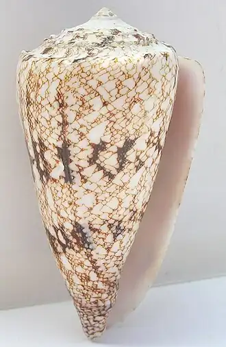 Description de l'image Conus araneosus 002.jpg.