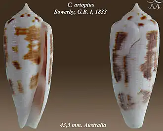Description de l'image Conus artoptus 1.jpg.