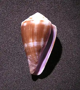 Description de l'image Conus balteatus 001.jpg.