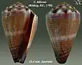 Conus biliosus.