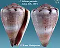 Conus biliosus parvulus.