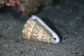 Description de l'image Conus canariensis 440878570.jpg.
