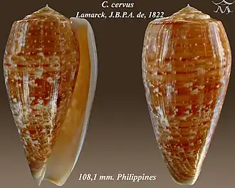Description de l'image Conus cervus 1.jpg.