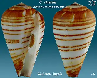 Description de l'image Conus chytreus 1.jpg.