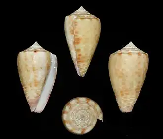 Description de l'image Conus edaphus 001.jpg.