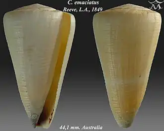 Description de l'image Conus emaciatus 1.jpg.