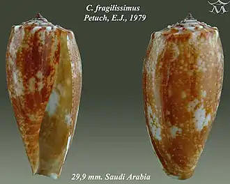 Description de l'image Conus fragilissimus 1.jpg.