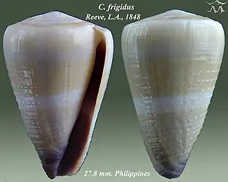 Description de l'image Conus frigidus 1.jpg.
