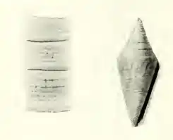 Description de l'image Conus gratacapii 001.jpg.