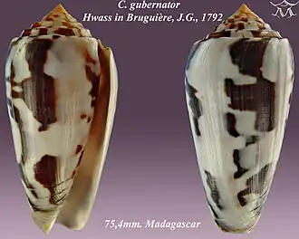 Description de l'image Conus gubernator 1.jpg.