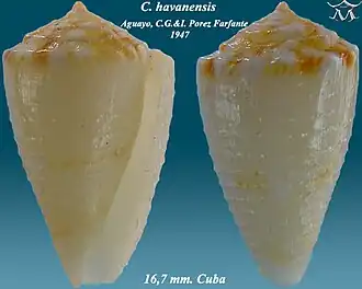 Description de l'image Conus havanensis 1.jpg.