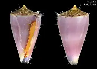 Description de l'image Conus hilli (MNHN-IM-2013-60396) 001.jpeg.