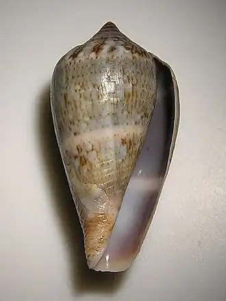 Description de l'image Conus hybridus 003.jpg.
