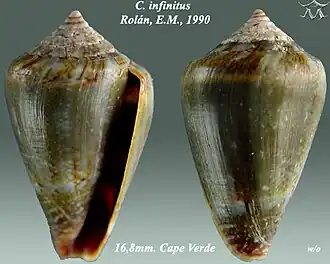 Description de l'image Conus infinitus 1.jpg.
