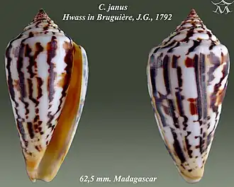 Description de l'image Conus janus 1.jpg.