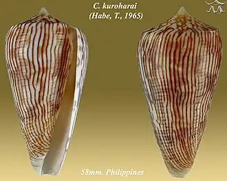Description de l'image Conus kuroharai 1.jpg.