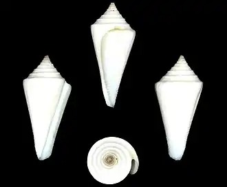 Description de l'image Conus leekremeri 001.jpg.