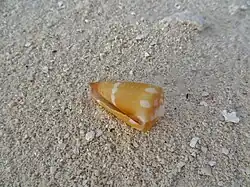 Une coquille de Conus litoglyphus échouée sur une plage.