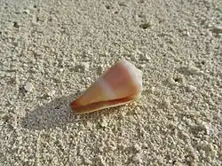 Un cône livide (Conus lividus), échoué sur la plage.