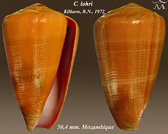 Description de l'image Conus lohri 1.jpg.