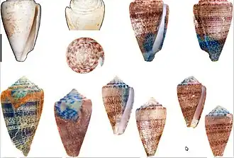 Description de l'image Conus lombardii.jpg.