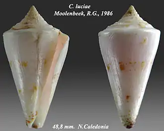 Description de l'image Conus luciae 1.jpg.