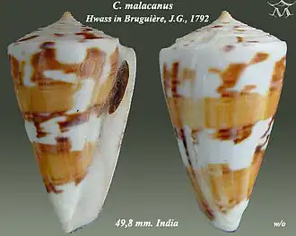 Description de l'image Conus malacanus 1.jpg.