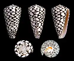 Conus marmoreus, un Conidae.